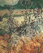 Vincent Van Gogh Thistles (nn04) oil painting on canvas